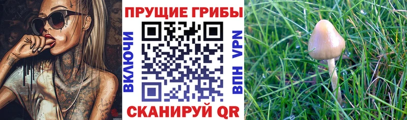 Галлюциногенные грибы Psilocybine cubensis Новомосковск